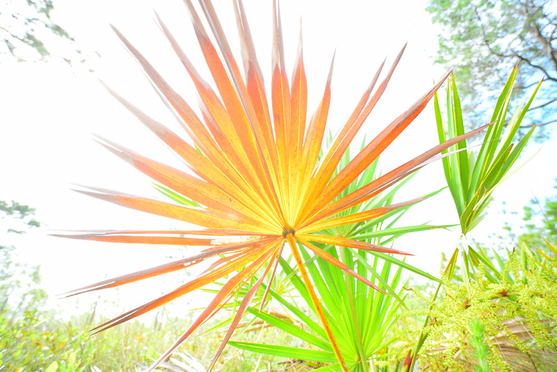 High key low angle shot of saw palmetto frond in forest
